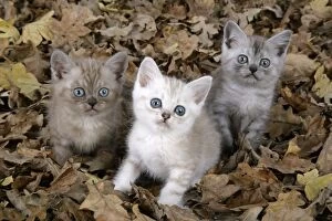 Cat. Asian. Brown classic tabby smoke, Chocolate classic tabby and Black Smoke kittens (8 weeks) amongst autumn leaves