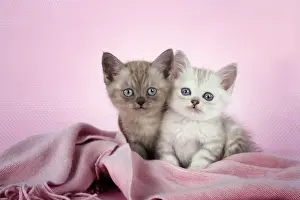 Scarf Prints: Cat. Asian. Brown classic tabby smoke kitten (8 weeks) and Chocolate classic tabby kitten (8 weeks)