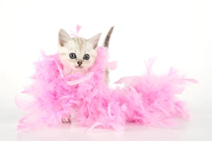 Cat. Asian. Chocolate classic tabby kitten (8 weeks) with feather boa