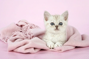 Cat. Asian. Chocolate classic tabby kitten (8 weeks) in pink scarf