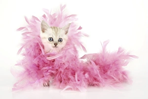 Cat. Asian. Chocolate classic tabby kitten (8 weeks) with feather boa