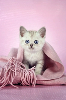 Cat. Asian. Chocolate classic tabby kitten (8 weeks) in pink scarf
