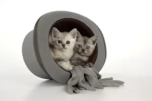 Cat. Asian. Chocolate classic tabby kitten (8 weeks) and black smoke kitten (8 weeks) sitting in top hat