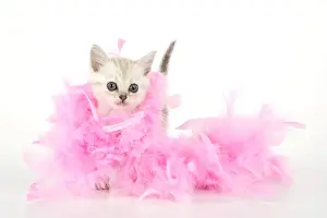 Boas Prints: Cat. Asian. Chocolate classic tabby kitten (8 weeks) with feather boa