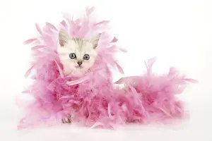Boas Prints: Cat. Asian. Chocolate classic tabby kitten (8 weeks) with feather boa Digital Manipulation