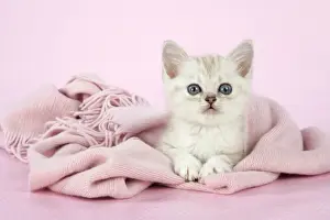Cat. Asian. Chocolate classic tabby kitten (8 weeks) in pink scarf