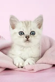 Cat. Asian. Chocolate classic tabby kitten (8 weeks) in pink scarf