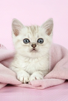 Cat. Asian. Chocolate classic tabby kitten (8 weeks) in pink scarf