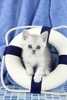 Cat. Asian. Chocolate classic tabby kittens (8 weeks) sitting in life buoy