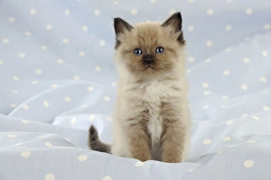 Images Dated 19th August 2009: CAT Asian kitten
