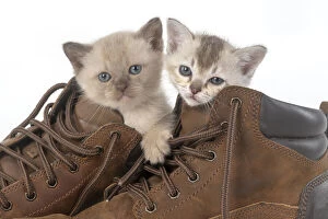 CAT. Asian kittens, 5 weeks old, in boots