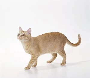 CAT - Asian-Red Self