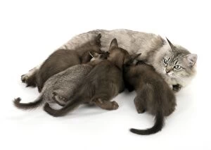 Cat Asian (self chocolate) 7 week old kittens