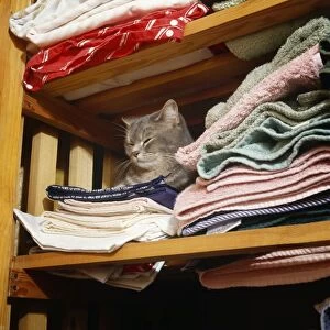 Images Dated 19th September 2007: Cat - asleep in airing cupboard