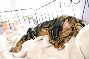<b class=qtipBold><figcaption>Cat - asleep on owner's bed</figcaption></b><br>LA-1944 Cat - asleep on owner's bed Jean Michel Labat Please note that prints are for personal display purposes only and may not be reproduced in any way.<br><em>© Jean Michel Labat / ardea.com</em> Cat - asleep on owner's bed