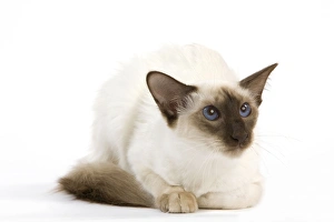 Images Dated 25th September 2011: Cat - Balinais
