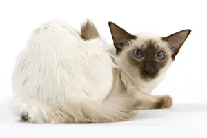 Cat - Balinais