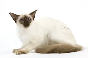 Cat - Balinais