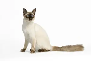 Cat - Balinais Seal Point