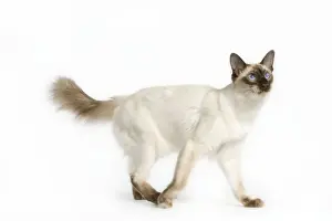 Cat - Balinais Seal Point