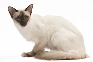 Cat - Balinese Chocolate point in studio