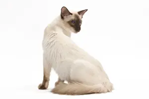 Cat - Balinese Chocolate point in studio