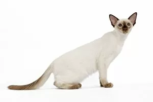 Cat - Balinese - Kitten