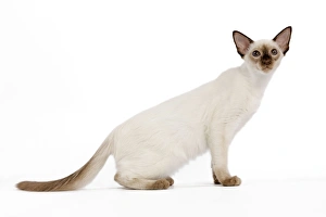 Images Dated 12th October 2008: Cat - Balinese - Kitten