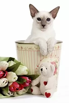 Balinese Gallery: Cat - Balinese - Kitten in bin with teddy and flowers