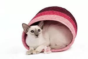 Images Dated 27th September 2009: Cat - Balinese - Kitten curled up in pink basket