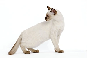 Images Dated 12th October 2008: Cat - Balinese - Kitten - kitten walking - looking back