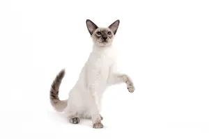 Balinese Prints: Cat - Balinese - Kitten with raised paw