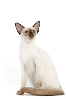 Images Dated 12th October 2008: Cat - Balinese - Kitten sitting down