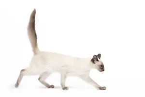 Balinese Prints: Cat - Balinese - Kitten walking