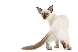 Images Dated 12th October 2008: Cat - Balinese - kitten walking - looking back