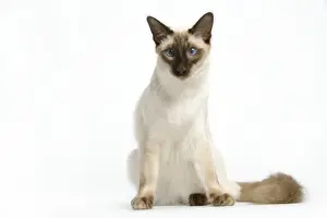 Cat - Balinese seal point