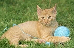 Cat - with Ball of Wool