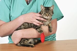 Bandaged Gallery: CAT. with bandaged paw
