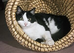 Images Dated 25th September 2012: Cat - in basket