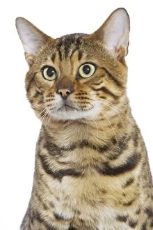 Cat - Bengal brown spotted