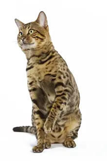 Cat - Bengal brown spotted sitting in studio