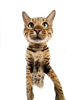 Cat - Bengal brown spotted stretching up to camera - fish-eye lense Cat - Bengal brown spotted stretching up to camera - fish-eye lense