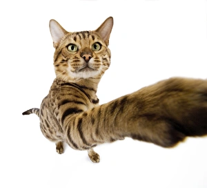 Cat - Bengal brown spotted stretching paw to camera - fish-eye lense Cat - Bengal brown spotted stretching paw to camera - fish-eye lense