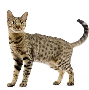 Images Dated 26th August 2010: Cat - Bengal - Brown spotted in studio