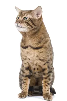 Cat - Bengal - Brown spotted in studio