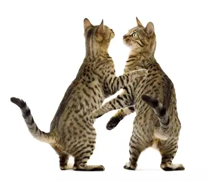 Cat - Bengal - two Brown spotted in studio playing Digitally manipulated image