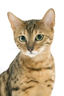 Images Dated 24th September 2005: Cat - Bengal brown spotted tabby in studio