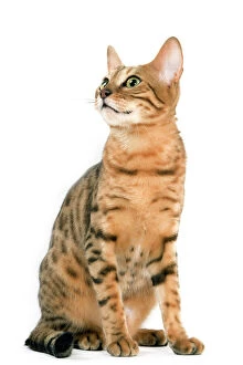 Images Dated 24th September 2005: Cat - Bengal brown spotted tabby in studio