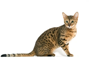 Images Dated 24th September 2005: Cat - Bengal brown spotted tabby in studio