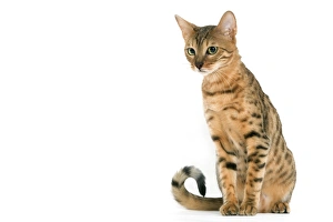 Images Dated 24th September 2005: Cat - Bengal brown spotted tabby in studio
